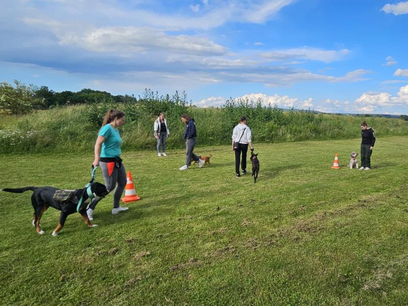 Gruppenstunde auf einer Wiese: mehrere Mensch-Hund-Teams beim Training.