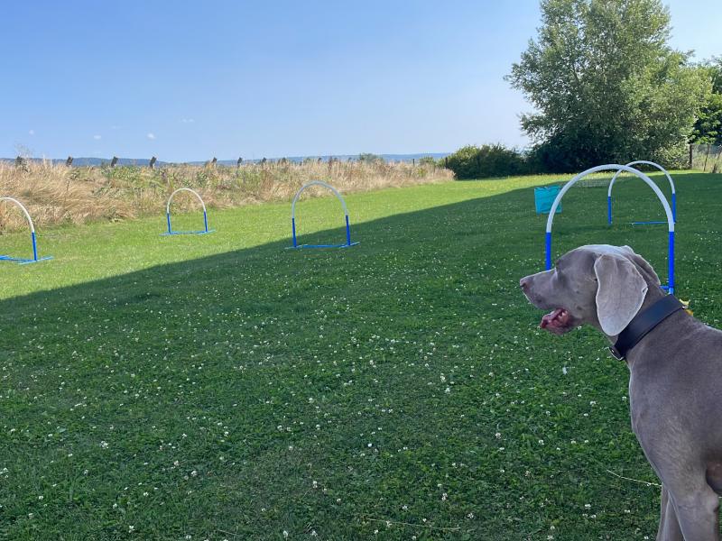 Hoopers-Parcours auf einer Wiese: mehrere Bögen in einer Reihe, rechts ein aufmerksamer Weimaraner.