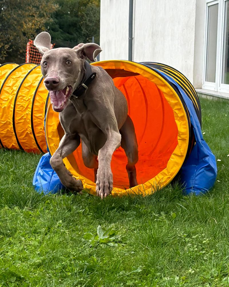 Ein Weimaraner springt schwungvoll aus einem orange-blauen Tunnel.