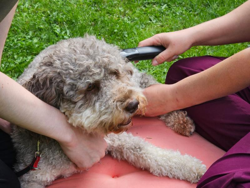 Behandlung mit dem NOVAFON: ein Hund liegt entspannt auf einer Decke im Gras.
